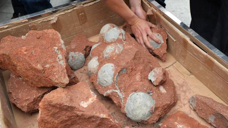 The fossils were discovered earlier this month during road works in Heyuan in Guangdong province