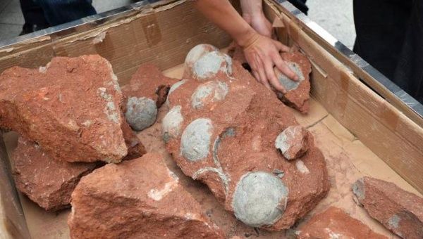 The fossils were discovered earlier this month during road works in Heyuan in Guangdong province