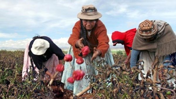 Bolivian women harvest potatoes in El Alto.