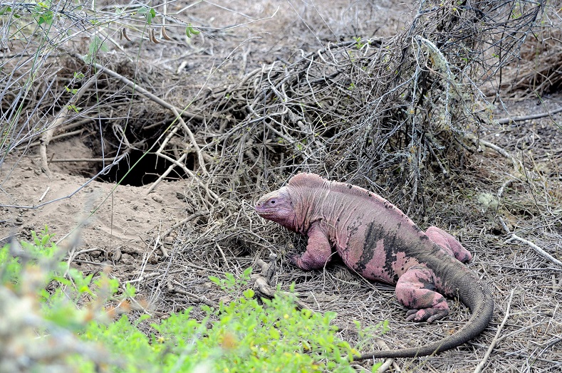 A pink iguana in the Galapagos Islands