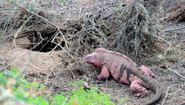 A pink iguana in the Galapagos Islands