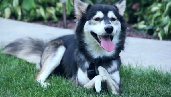 Derby, the dog, can now walk with the help of 3D printed prosthetics