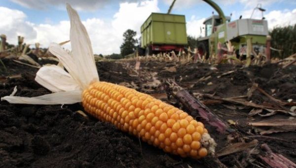 A chemical sprayed on genetically modified corn is possibly carcinogenic.