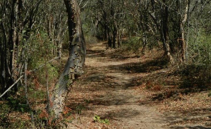 The unique ecosystem of the Paraguayan Chaco. The country's government is regularly accused of not caring about deforestation going on within its borders.