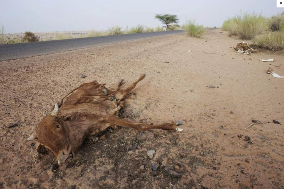 Cattle decompose under the Saharan sun outside the town of Ayoun el Atrous in Mauritania in west Africa's Sahel region in 2012.