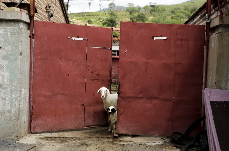 Sheep look out from a gate at a village near Dolomiti Mountain Resort in Chongli county of Zhangjiakou, which won the joint bid to host the 2022 Winter Olympic Games with capital Beijing, July 31, 2015.