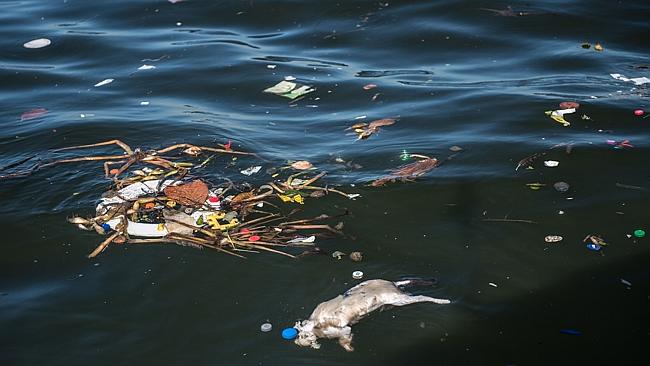 A dead cat floats amid debris at the Guanabara Bay.