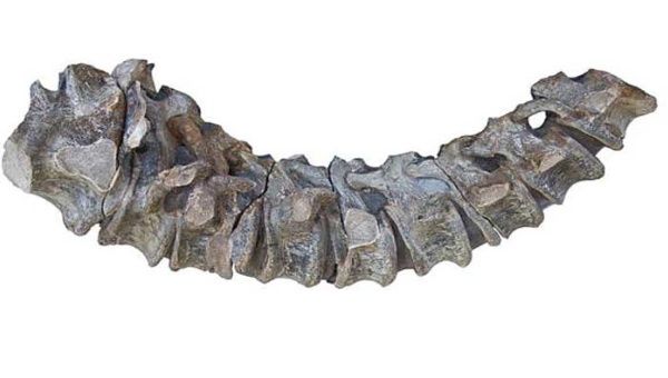 At least 10 dinosaur vertebrae were found in the town of Villa de Leyva.