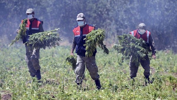 Paraguay is South America's largest marijuana producer. 