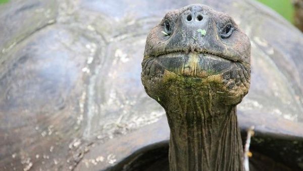 The island of Santa Cruz now officially boasts two species of giant tortoise.