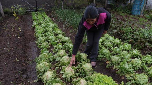 A resident of the community of La Esperanza in the Ecuadorean province of Pichincha, inspects her crops, which are at risk due to a persistent drought.