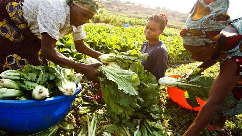 Droughts and floods, increased by climate change, cause huge agricultural losses.