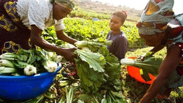 Droughts and floods, increased by climate change, cause huge agricultural losses.