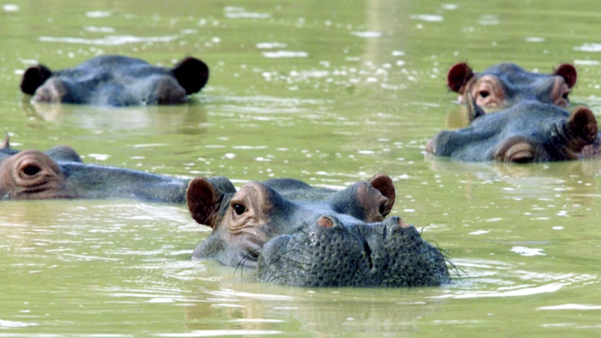 A herd of hippopotamuses swim in a muddy lake at the abandoned country home of former drug kingpin Pablo Escobar in central Colombia in Puerto Triunfo.