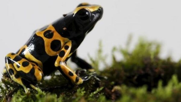 A poison dart frog at a laboratory in Caracas, Venezuela.