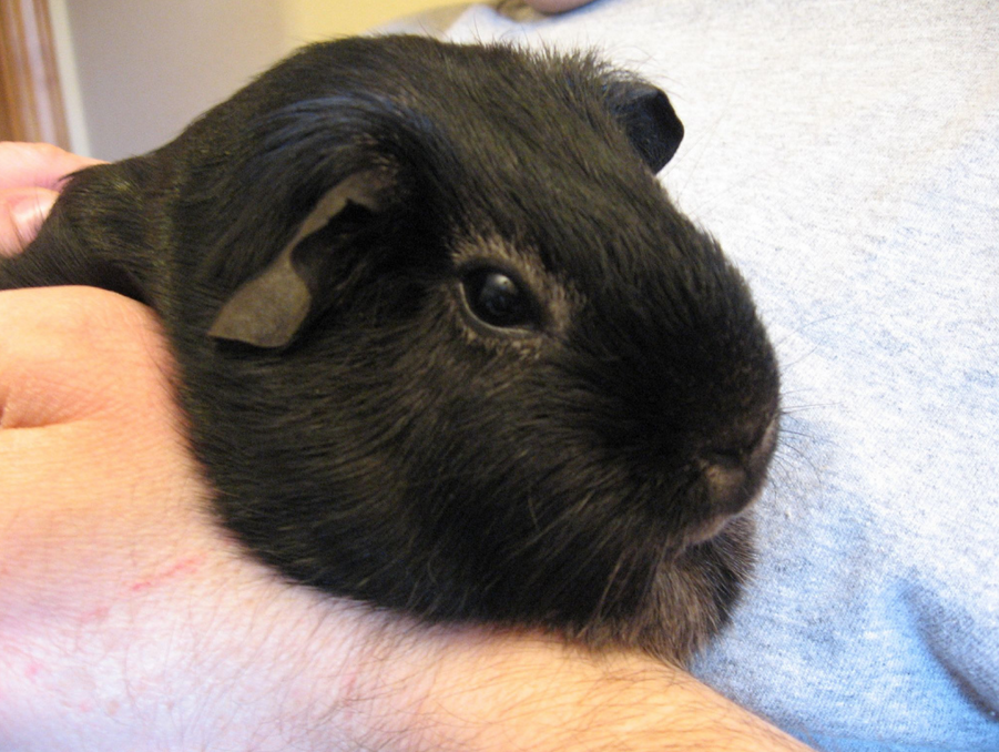 Black Guinea Pigs are considered as a strong animal in the Peruvian Amazon.