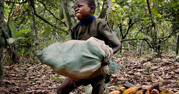 Nestle has been using enslaved children to harvest cheap cocoa in Ivory Coast, Africa.