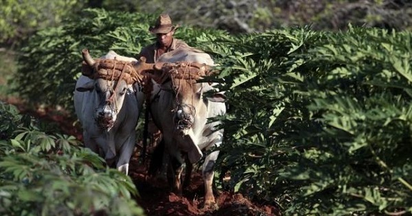A farmer plows the land with two oxen in Caimito, Cuba, on March 28, 2014.