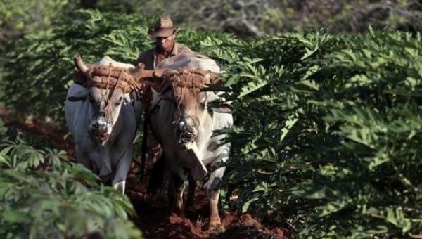 A farmer plows the land with two oxen in Caimito, Cuba, on March 28, 2014.