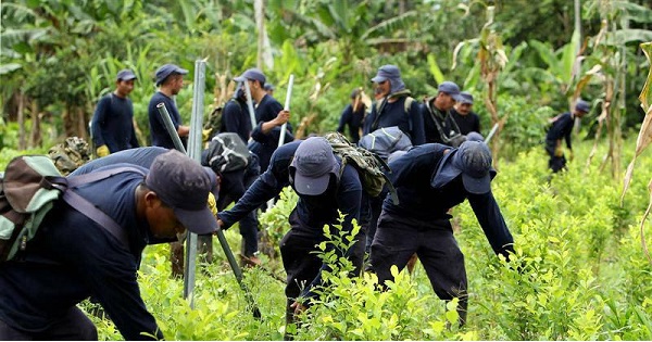 Colombian campesinos cultivating coca in San Miguel, 500 meters from the Ecuadorean border