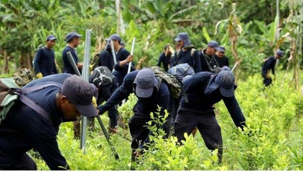 Colombian campesinos cultivating coca in San Miguel, 500 meters from the Ecuadorean border