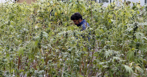 Marijuana plants are grown for medicinal purposes in La Florida, Santiago de Chile.