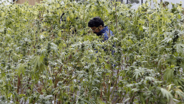 Marijuana plants are grown for medicinal purposes in La Florida, Santiago de Chile. 