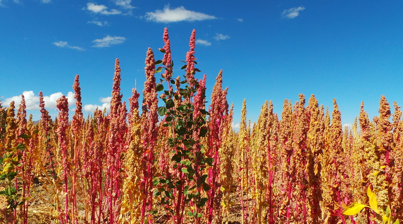 Quinoa is one of the best known Bolivian products exported globally.