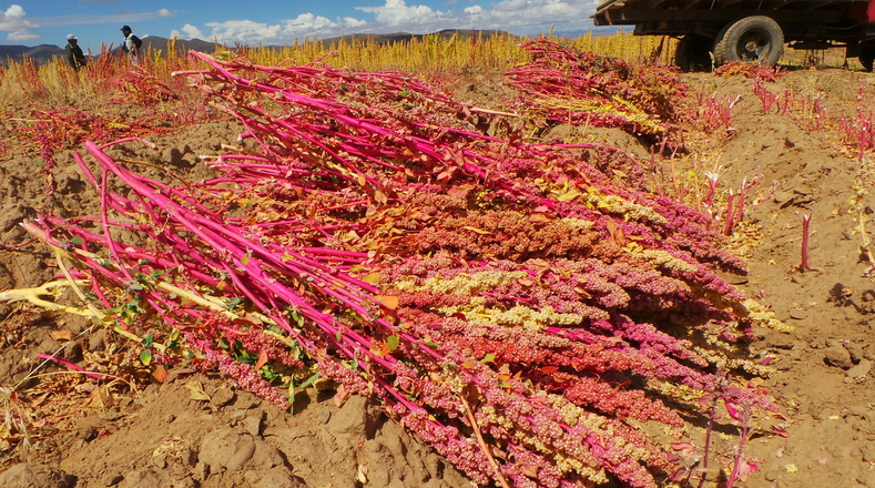 Bolivian farmers say the price of quinoa has dropped up to 80 percent at local markets.