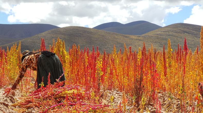 The quinoa plant has been grown in Bolivia's altiplano region for 8,000 years.