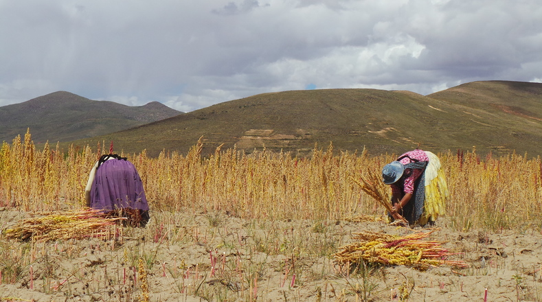 Quinoa farmers are also facing environmental challenges. Climate change and El Niño are hitting production levels.