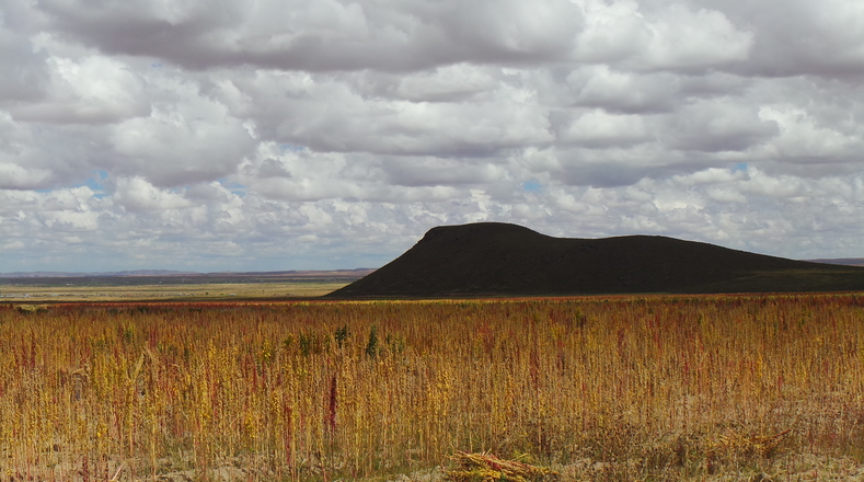 The quinoa plant needs water to thrive and flourish in Bolivia's altiplano.