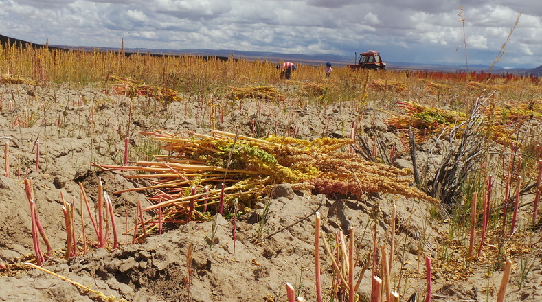 Climate change is having an impact on the quality of the quinoa produced in the altiplano.