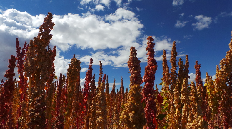 Peru is now the world's main exporter of quinoa overtaking Bolivia for the first time.