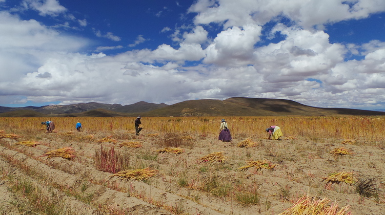Quinoa has been cultivated in Bolivia for 8,000 years.