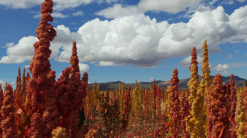 The value of Bolivian exports of Quinoa has fallen 46 percent in a year 