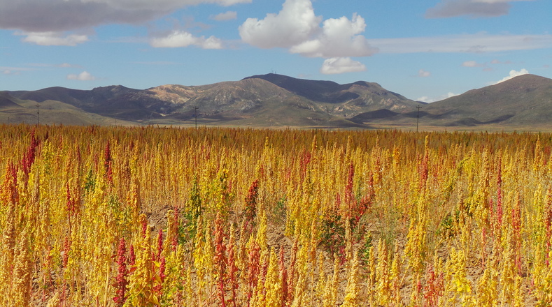 Fifty percent of Bolivian quinoa is exported to the lucrative U.S. market.