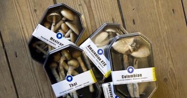 Boxes containing magic mushrooms are displayed at a coffee and smart shop in Rotterdam in the Netherlands.