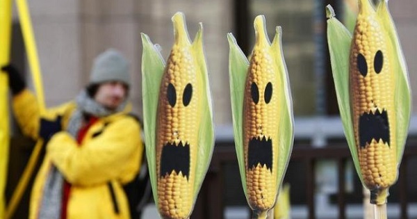 A Greenpeace activist displays signs symbolizing genetically modified crops during a protest.