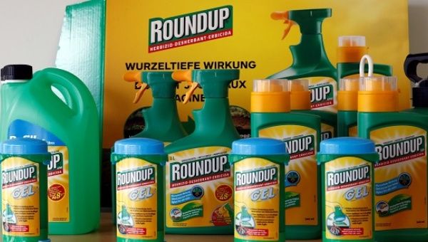 Monsanto's Roundup weedkiller atomizers are displayed in the company headquarters in Morges.