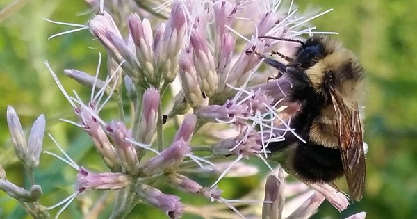 A rusty patched bumble bee which the U.S. Fish and Wildlife Service proposed listing for federal protection as an endangered species is pictured in Madison, Wisconsin, Aug. 7, 2015.