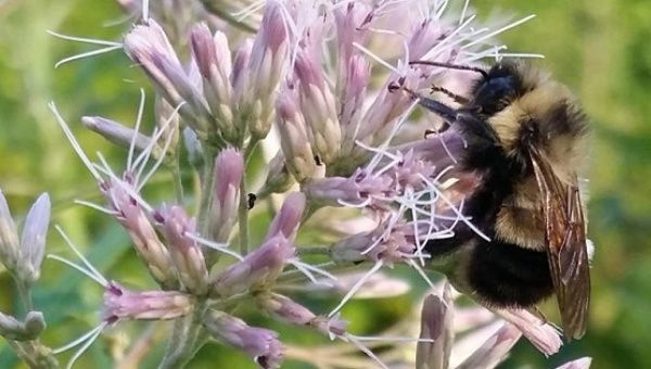 A rusty patched bumble bee which the U.S. Fish and Wildlife Service proposed listing for federal protection as an endangered species is pictured in Madison, Wisconsin, Aug. 7, 2015.