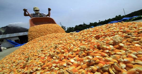 Corn production will come from a total of 22,240 hectares of white corn grown by 2,100 farmers.