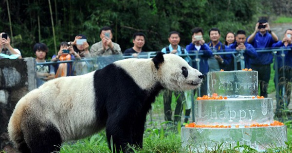 Pan Pan sniffs a birthday cake made of ice for his 30th birthday at the China Conservation and Research Centre for the Giant Panda in Dujiangyan, China.