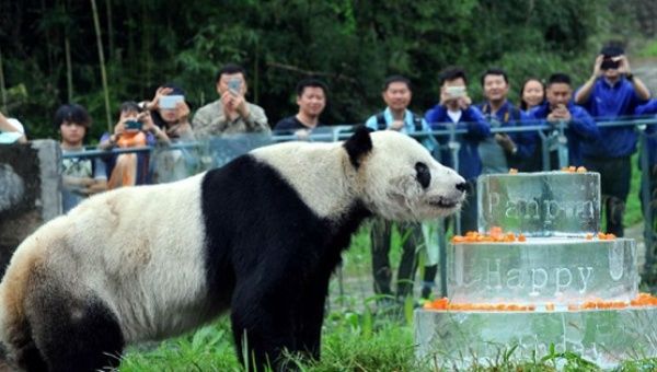 Pan Pan sniffs a birthday cake made of ice for his 30th birthday at the China Conservation and Research Centre for the Giant Panda in Dujiangyan, China.