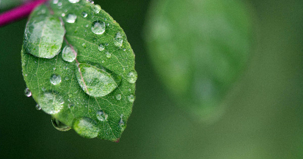 The bionic leaves can make fertilizer from bacteria, water, air and sunlight.