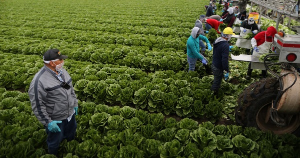 Migrant Farmworkers in US Continue to Toil Under Trump