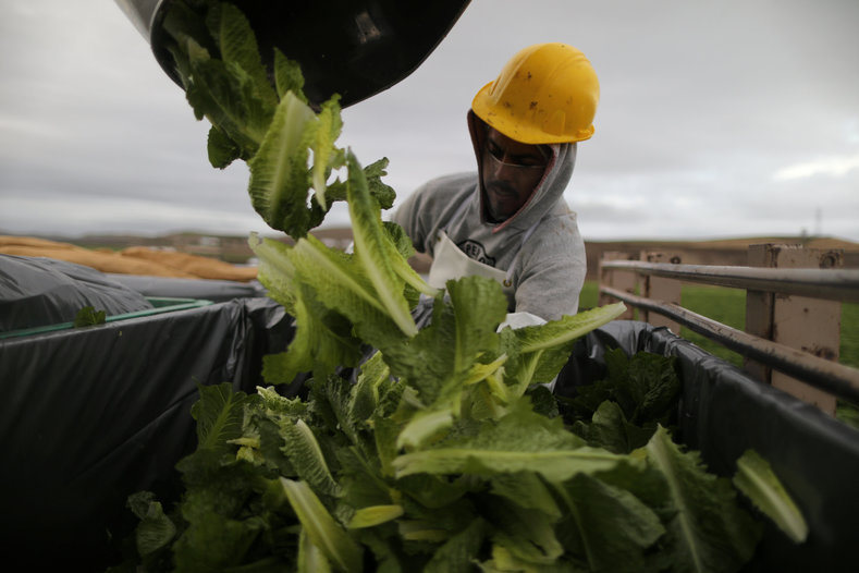 A migrant farmworker with an H-2A visa harvests romaine lettuce in King City, California, U.S., April 17, 2017. 