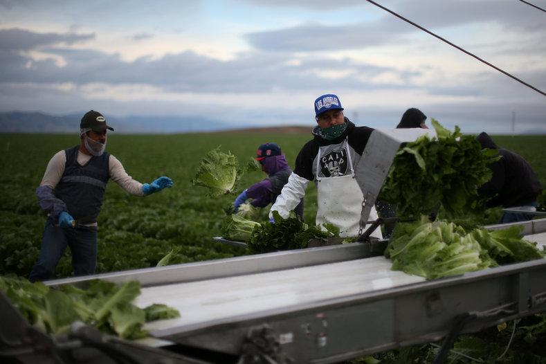 Migrant farmworkers with H-2A visas harvest romaine lettuce in King City, California, U.S., April 17, 2017. 