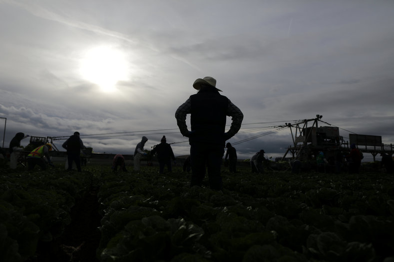 Foreman Roberto Navarrete, 30, supervises migrant farmworkers with H-2A visas as they harvest romaine lettuce in King City, California, U.S., April 17, 2017. 